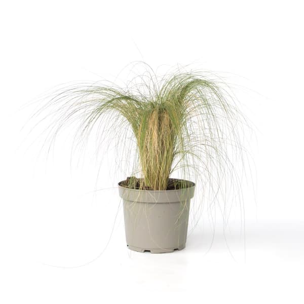 Fjädergräs - Pennisetum 'Stipa' - Höjd 40-60cm - ⌀23cm