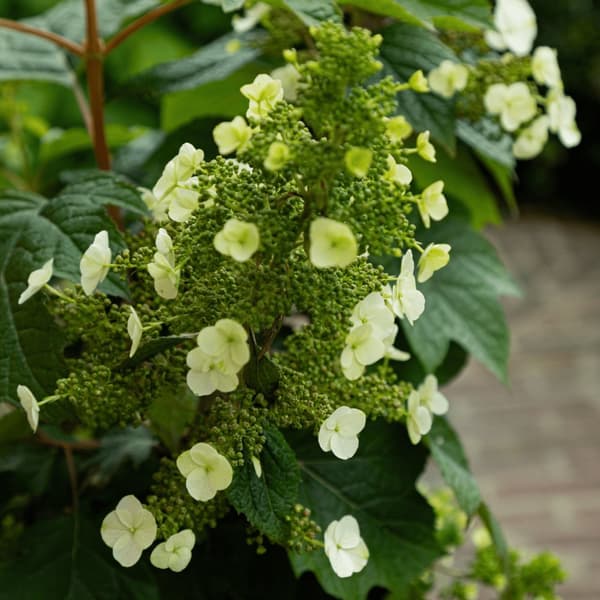 Hortensia - 2 kpl - Hydrangea 'Toy Soldier' - Korkeus 25-40cm - ⌀19cm