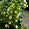 Pikkukuva 3 / 3: Hortensia - 2 kpl - Hydrangea 'Toy Soldier' - Korkeus 25-40cm - ⌀19cm