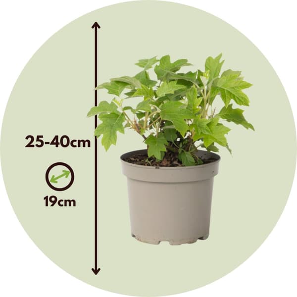 Hortensia - 2 kpl - Hydrangea 'Toy Soldier' - Korkeus 25-40cm - ⌀19cm