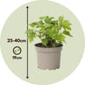 Pikkukuva 2 / 3: Hortensia - 2 kpl - Hydrangea 'Toy Soldier' - Korkeus 25-40cm - ⌀19cm