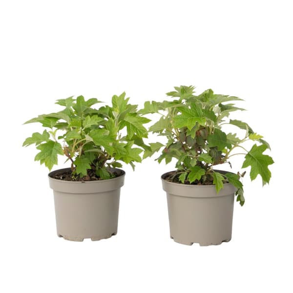 Hortensia - 2 kpl - Hydrangea 'Toy Soldier' - Korkeus 25-40cm - ⌀19cm