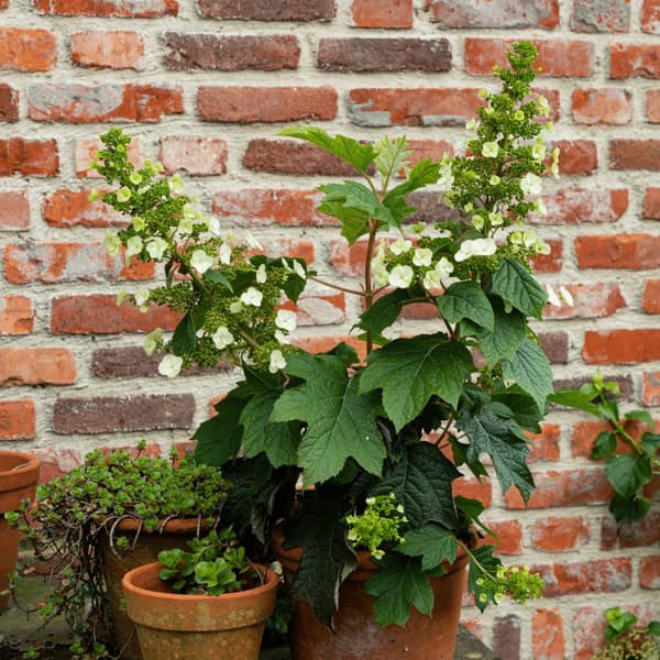 Hortensia - Hydrangea paniculata 'Toy Soldier' - Korkeus 25-40cm - ⌀19cm