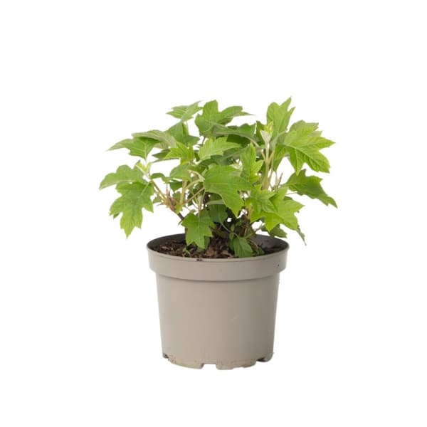 Hortensia - Hydrangea paniculata 'Toy Soldier' - Korkeus 25-40cm - ⌀19cm