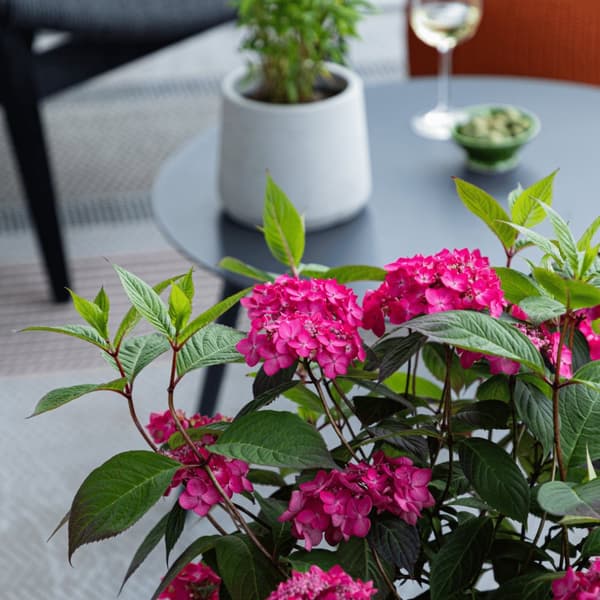 Hortensia - Hydrangea paniculata 'Magic Sunset' - Höjd 25-40cm - ⌀19cm