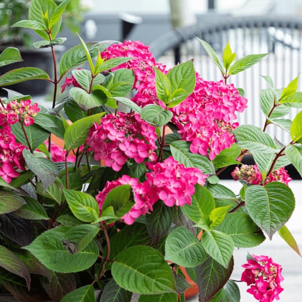Hortensia - Hydrangea paniculata 'Magic Sunset' - Höjd 25-40cm - ⌀19cm