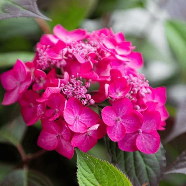 Hortensia - Hydrangea paniculata 'Magic Sunset' - Höjd 25-40cm - ⌀19cm