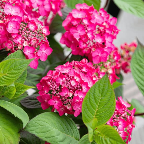 Hortensia - Hydrangea paniculata 'Magic Sunset' - Höjd 25-40cm - ⌀19cm
