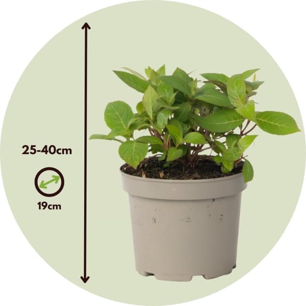 Hortensia - Hydrangea paniculata 'Magic Sunset' - Höjd 25-40cm - ⌀19cm