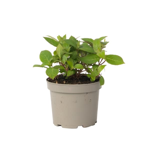 Hortensia - Hydrangea paniculata 'Magic Sunset' - Höjd 25-40cm - ⌀19cm