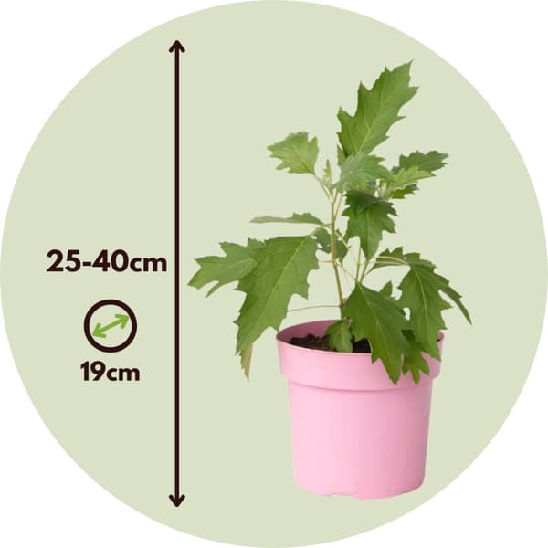 Hortensia - Set om 2 - Hydrangea 'Ice Crystal' - Höjd 25-40cm - ⌀19cm