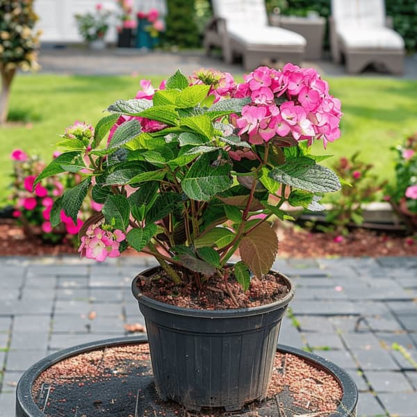Hortensia - Sæt med 2 - Hydrangea 'Dare Devil' - Højde 25-40cm - ⌀19cm
