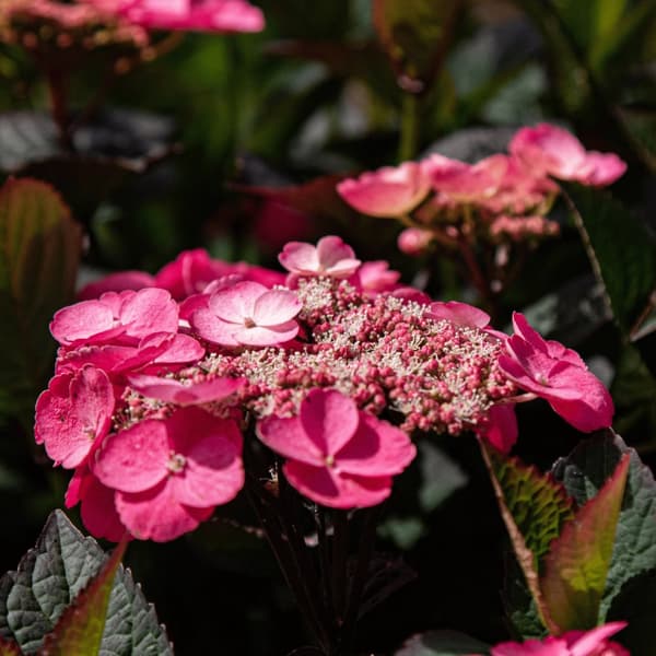 Hortensia - Sæt med 2 - Hydrangea 'Dare Devil' - Højde 25-40cm - ⌀19cm