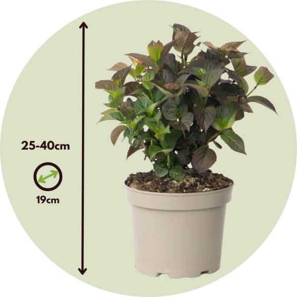 Hortensia - Sæt med 2 - Hydrangea 'Dare Devil' - Højde 25-40cm - ⌀19cm