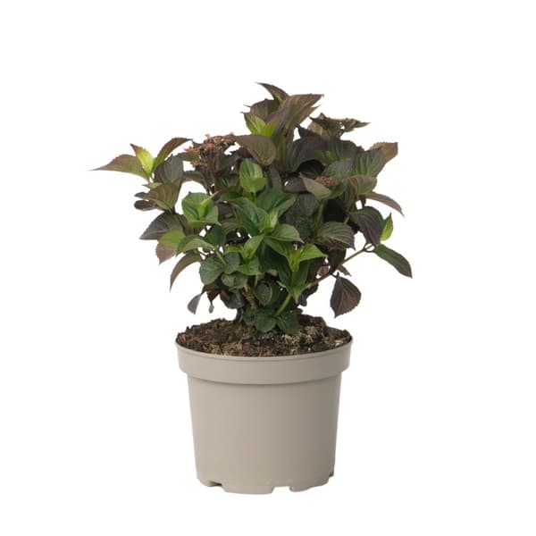 Hortensia - Hydrangea paniculata 'Dare Devil' - Höjd 25-40cm - ⌀19cm