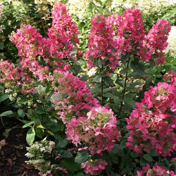 Hortensia 'Magical Flame' P9 1 st.