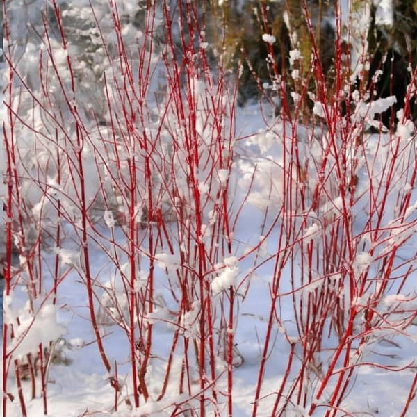 Dogwood Cornus alba Minbat 'Baton Rouge' P9 1 kpl.
