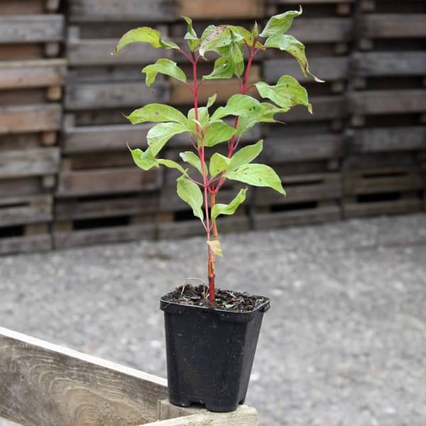 Dogwood Cornus alba Minbat 'Baton Rouge' P9 1 kpl.