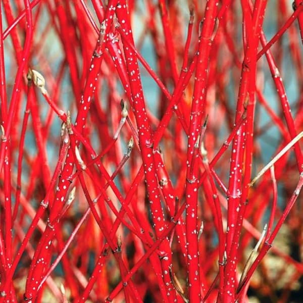 Dogwood Cornus alba Minbat 'Baton Rouge' P9 1 kpl.