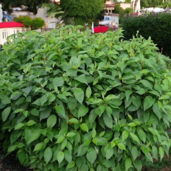 Dogwood Cornus alba Minbat 'Baton Rouge' P9 1 kpl.