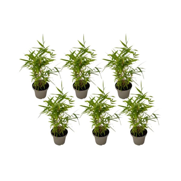 Bambu - Set om 6 - Fargesia nitida 'Black Dragon' - Höjd 25-40cm - ⌀14cm