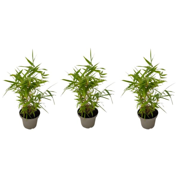 Bambu - Set om 3 - Fargesia nitida 'Black Dragon' - Höjd 25-40cm - ⌀14cm