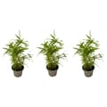 Miniatyrbild 1 av 3: Bambu - Set om 3 - Fargesia nitida 'Black Dragon' - Höjd 25-40cm - ⌀14cm