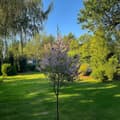 Miniatyrbild 3 av 6: Japansk dvärgpil - Salix integra 'Flamingo' - Höjd 90-110cm - Kruka 19cm