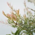 Miniatyrbild 5 av 6: Japansk dvärgpil - Salix integra 'Flamingo' - Höjd 90-110cm - Kruka 19cm