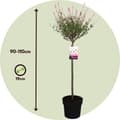 Miniatyrbild 2 av 6: Japansk dvärgpil - Salix integra 'Flamingo' - Höjd 90-110cm - Kruka 19cm