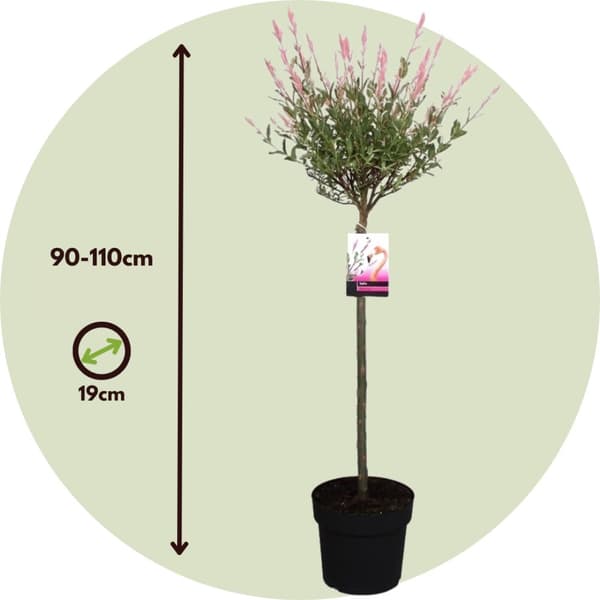 Japansk dvärgpil - Salix integra 'Flamingo' - Höjd 90-110cm - Kruka 19cm