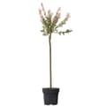 Miniatyrbild 1 av 6: Japansk dvärgpil - Salix integra 'Flamingo' - Höjd 90-110cm - Kruka 19cm