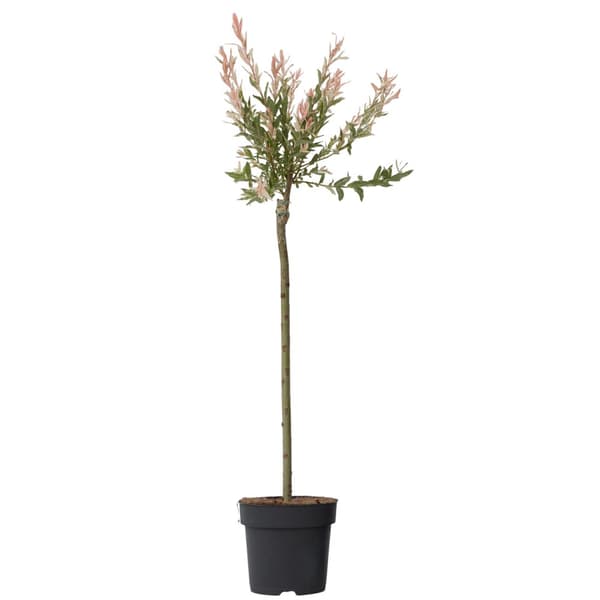 Japansk dvärgpil - Salix integra 'Flamingo' - Höjd 90-110cm - Kruka 19cm