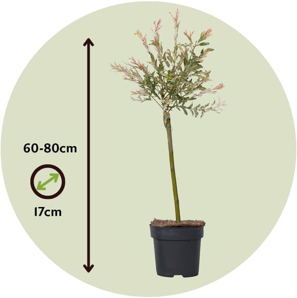 Japansk dvärgpil - Salix integra 'Flamingo' - Höjd 60-80cm - Kruka 17cm