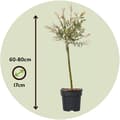Miniatyrbild 2 av 6: Japansk dvärgpil - Salix integra 'Flamingo' - Höjd 60-80cm - Kruka 17cm