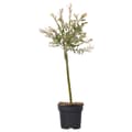 Miniatyrbild 1 av 6: Japansk dvärgpil - Salix integra 'Flamingo' - Höjd 60-80cm - Kruka 17cm