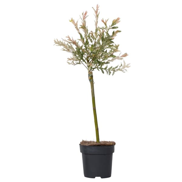 Japansk dvärgpil - Salix integra 'Flamingo' - Höjd 60-80cm - Kruka 17cm