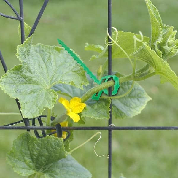 200 Pack Gardening Fishbone Design Bundle Solmio kiipeilykasveille Ruohon väri