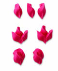 Miniatyrbild 3 av 6: Wilton Dekorations Set #104, #352, #224 Blad Spritsa Spritstyll