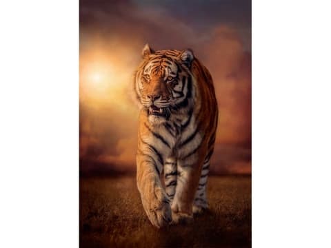 Clementoni Tiger, 1000 stykker, Dyr, 10 år