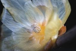 Venus Optics Lens Venus Optics Laowa CA-Dreamer Lens 100mm f/2.8 Macro 2: 1 for Sony E
