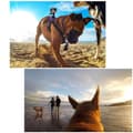 Miniatyrbilde 10 av 10: Hund Brystbelte til GoPro HERO