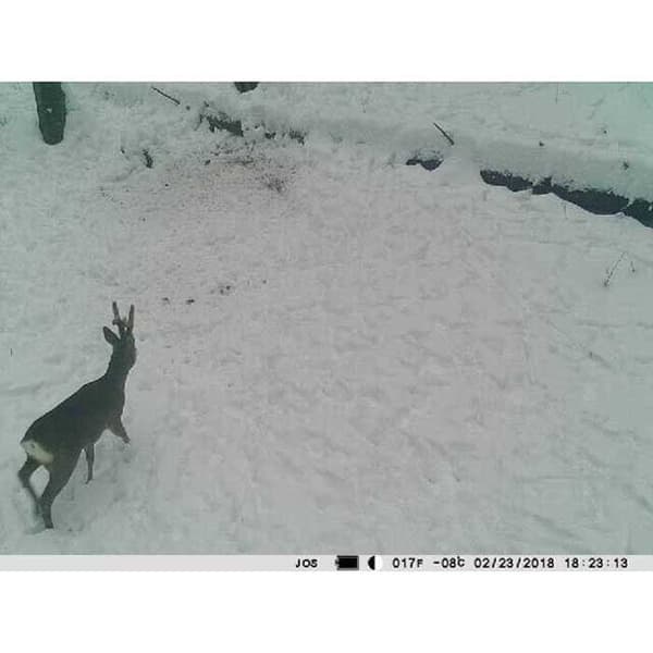 Pni Kamera Hunting 350c 1080p 3g Kanssa Yö Näkemys Vihreä
