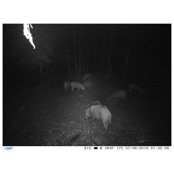 Pni Kamera Hunting 350c 1080p 3g Kanssa Yö Näkemys Vihreä