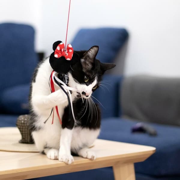Legetøj til katte Minnie Mouse Sort 3,0 x 7,0 x 46,0 cm Plastik