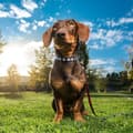 Miniatyrbilde 7 av 8: Hundehalsbånd Mickey Mouse Svart