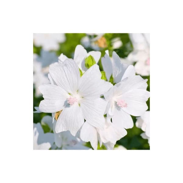 Doft för ljus - Vit Musk - 27 ml - Tillverkad i Frankrike - Moschusdoft - DIY