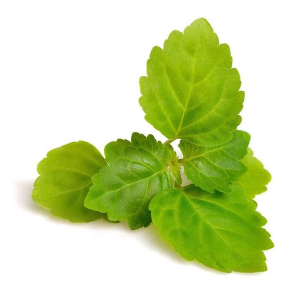 Doft för doftljus - Patchouli - 27 ml - Tillverkad i Frankrike - Kryddig doft - För DIY-ljus