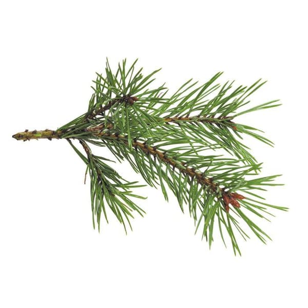 Doft för ljus - Skog - 27 ml - Vit - Söt doft - Tillverkad i Frankrike