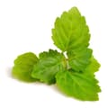 Miniatyrbild 2 av 4: Doft för doftljus - Patchouli - 27 ml - Tillverkad i Frankrike - Kryddig doft - För DIY-ljus